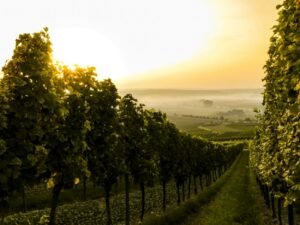 Weingut Zahn - was es so besonders macht